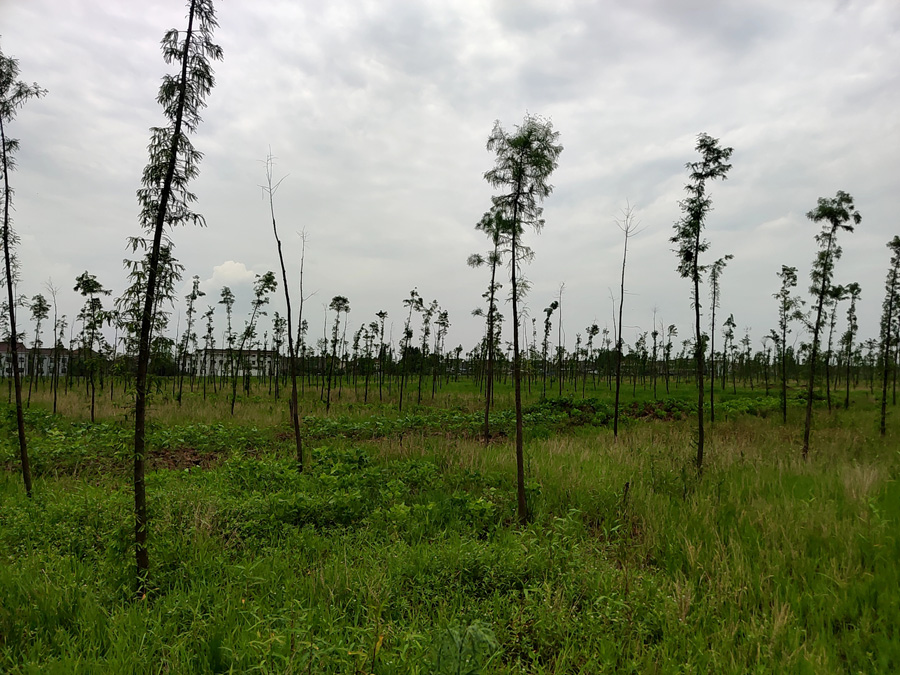 林业调查规划设计